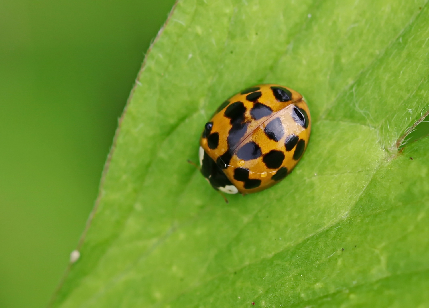 Harmonia axyridis