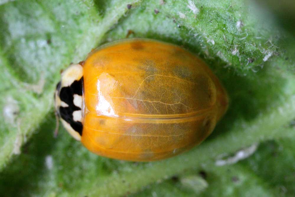 Harmonia axyridis 9/15