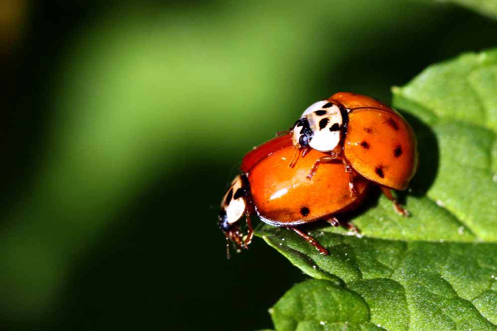 Harmonia axyridis