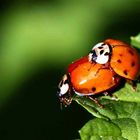 Harmonia axyridis