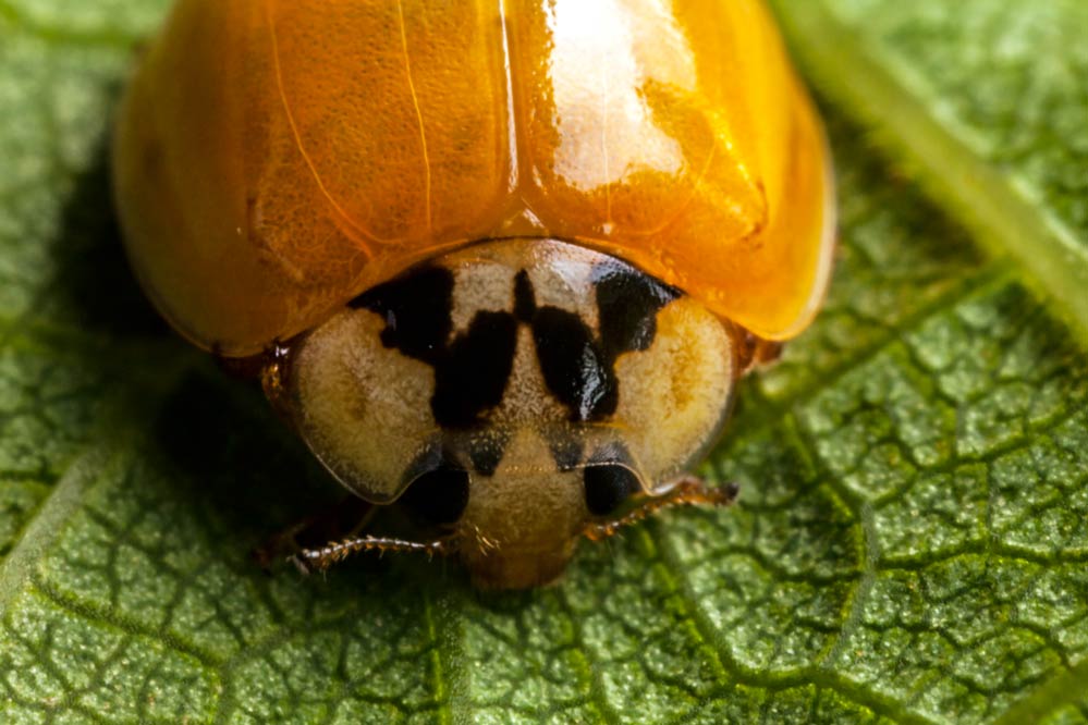 Harmonia axyridis