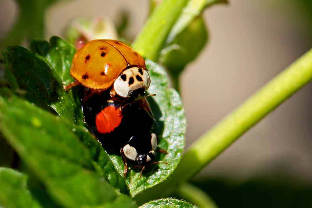 Harmonia axyridis - Adalia bipunctata