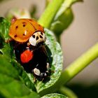 Harmonia axyridis - Adalia bipunctata