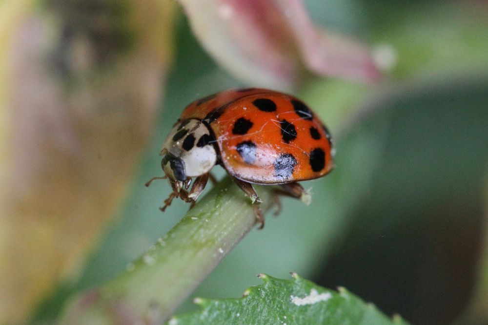 Harmonia axyridis - Asiatischer Marienkäfer