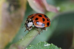 Harmonia axyridis - Asiatischer Marienkäfer