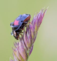 Harmonia axyridis