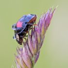 Harmonia axyridis