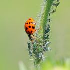 Harmonia axyridis