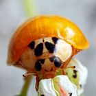 Harmonia axyridis