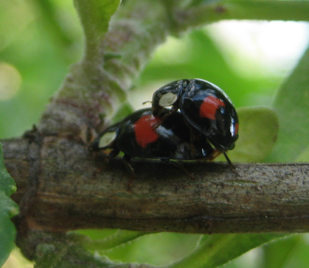 Harmonia axyridis