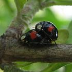 Harmonia axyridis