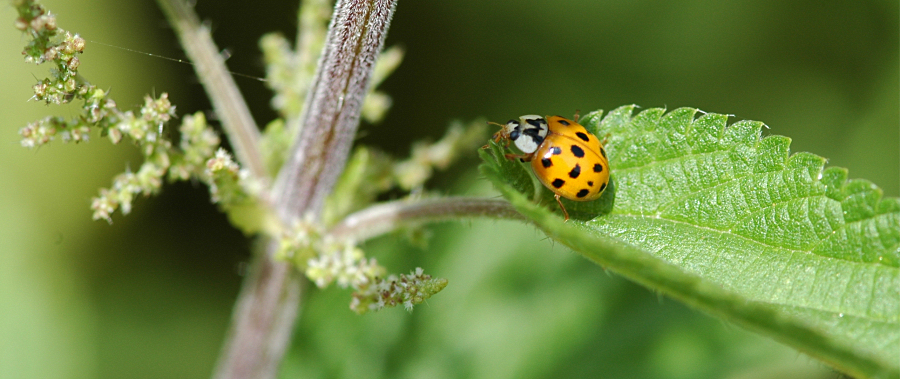 Harmonia axyridis