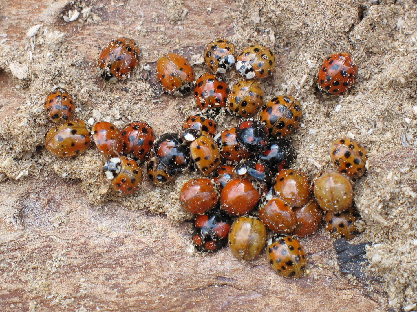 Harmonia axyridis