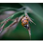 Harmonia axyridis