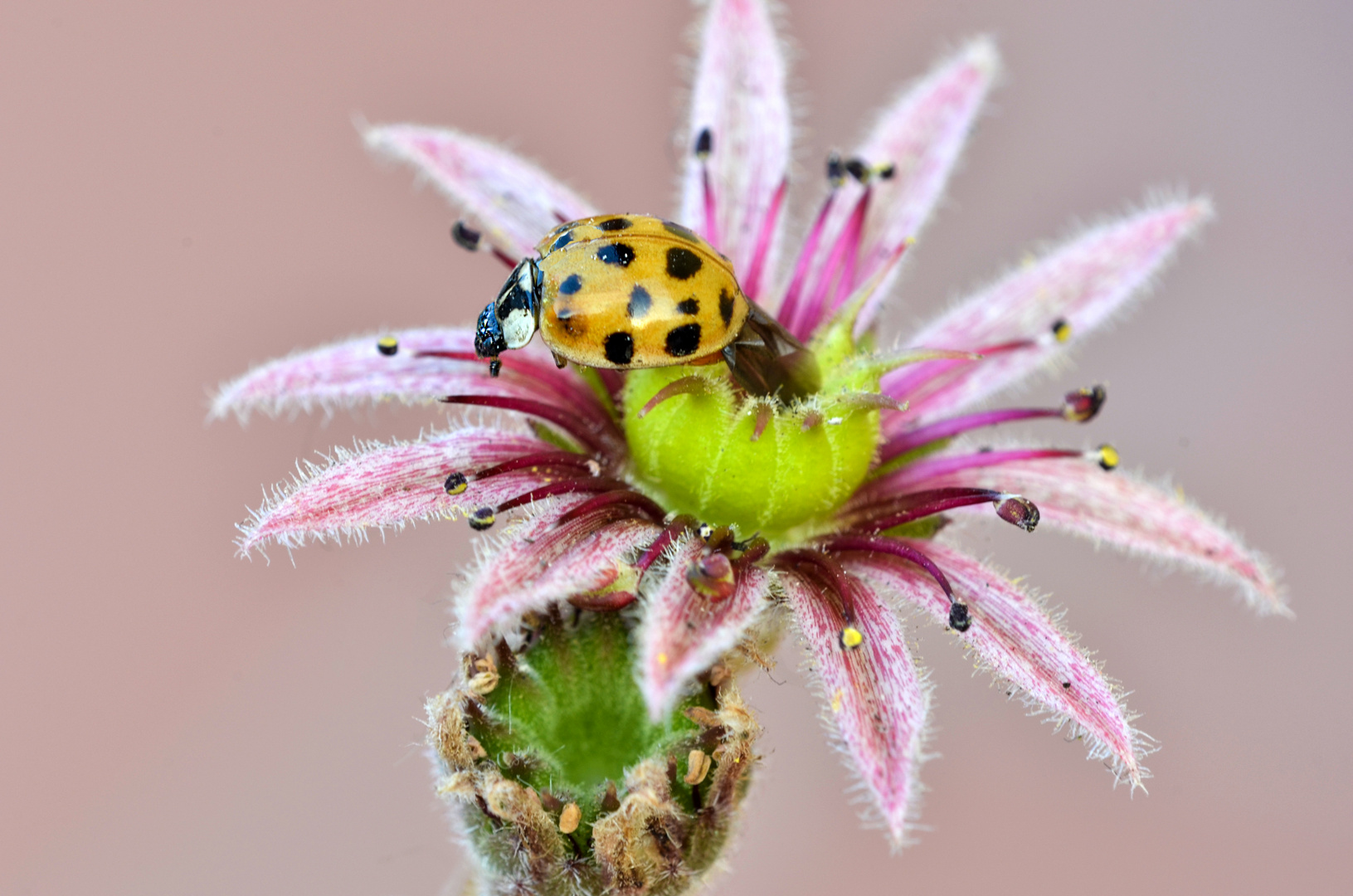 Harmonia axyridis o coccinella arlecchino 