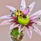 Harmonia axyridis o coccinella arlecchino 