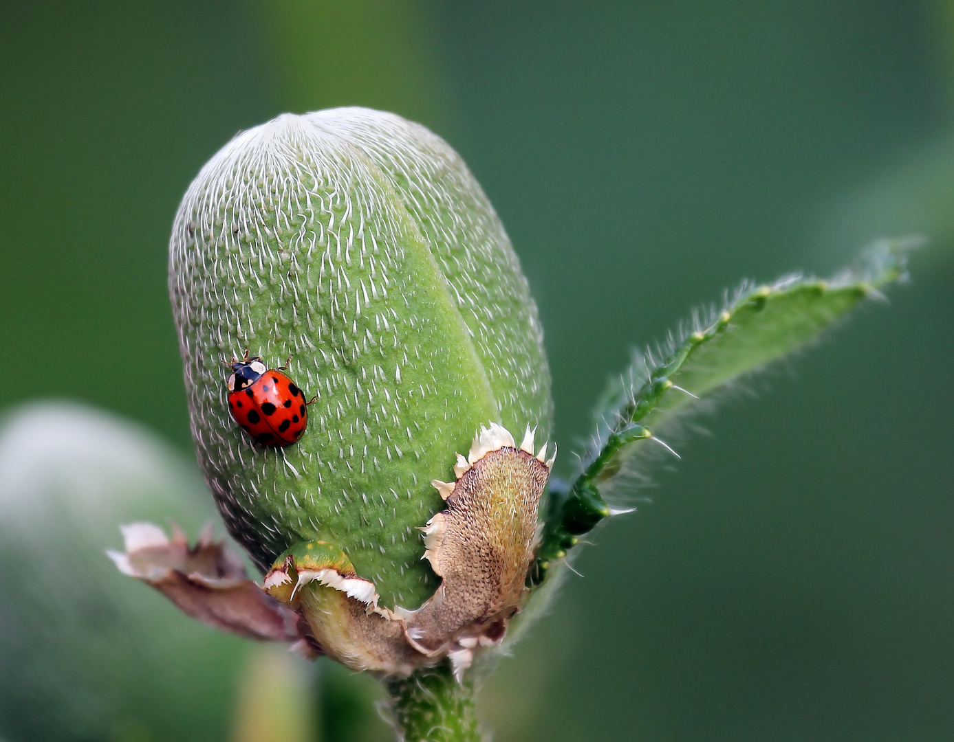 Harmonia axyridis + Papaver rhoeas