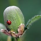 Harmonia axyridis + Papaver rhoeas