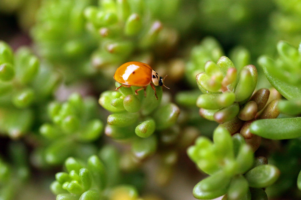 Harmonia axyridis - schweres Gelände