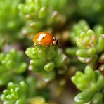 Harmonia axyridis - schweres Gelände