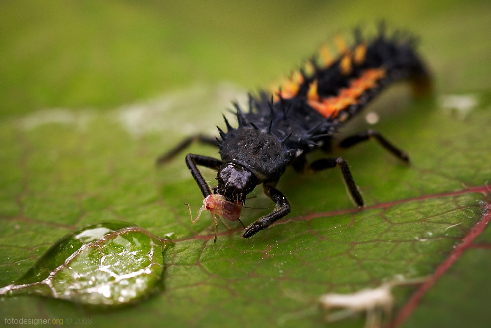 « Harmonia axyridis vs Aphidoidea »