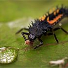 « Harmonia axyridis vs Aphidoidea »