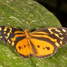 Harmonia Tigerwing (Tithorea harmonia)