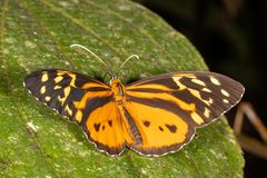 Harmonia Tigerwing (Tithorea harmonia)