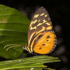 Harmonia Tigerwing (Tithorea harmonia)