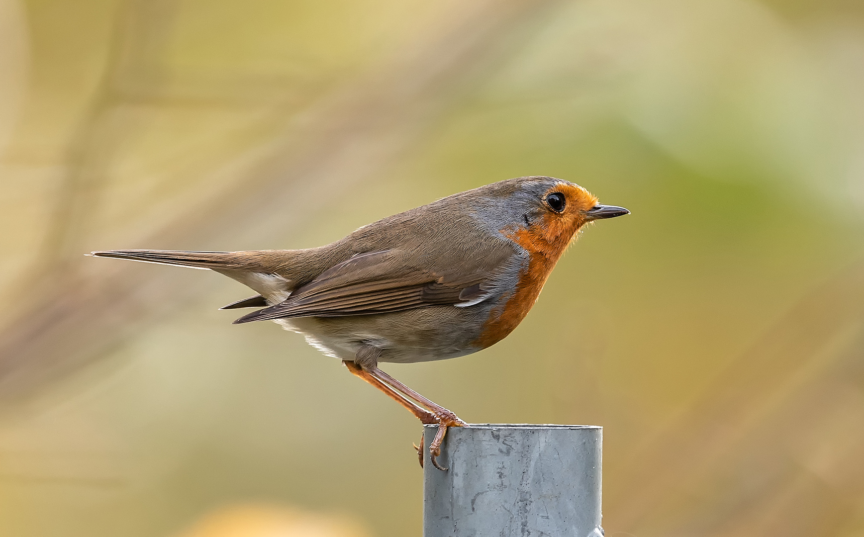 Harmonie Foto & Bild tiere, wildlife, wild lebende vögel Bilder auf