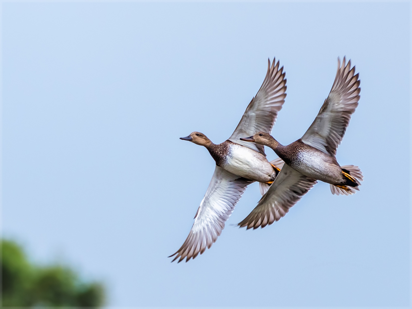 Harmonie Foto & Bild spezial, natur, tiere Bilder auf