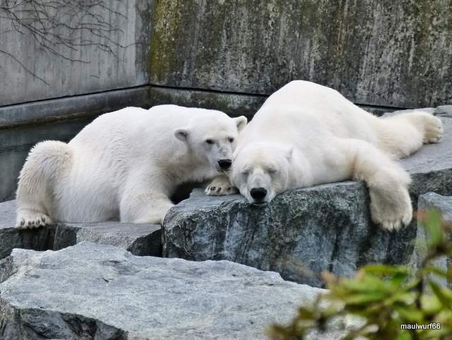 Harmonie bei Eisbärs in der Wilhelma