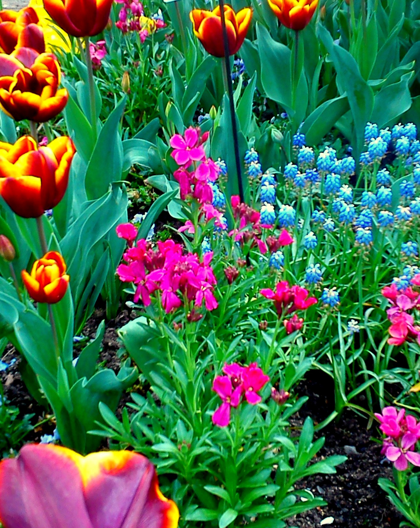 harmonie de couleurs au jardin