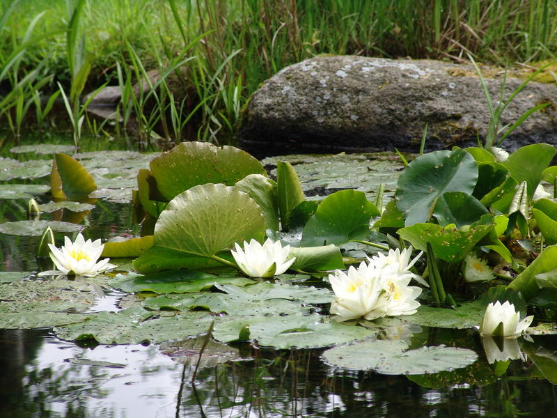 Harmonie der Natur