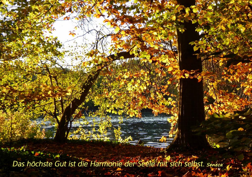 Get Die seele dharmonie Free