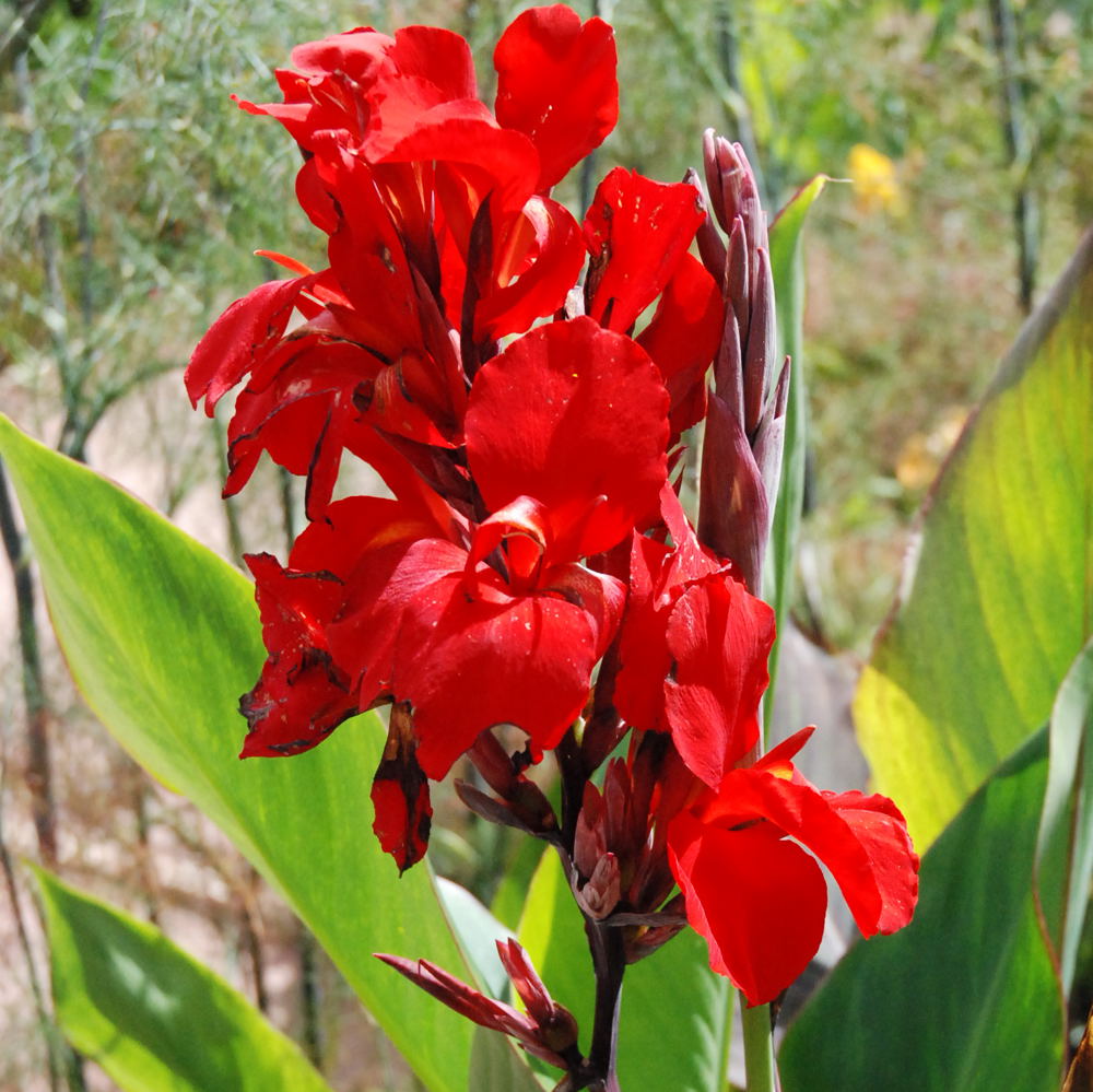 harmonie en rouge