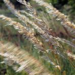 HARMONIE FÜR SEITENWIND, GEGENLICHT UND BEWEGUNGSUNSCHÄRFEN IN VERSCHIEDENEN ZUSTÄNDEN