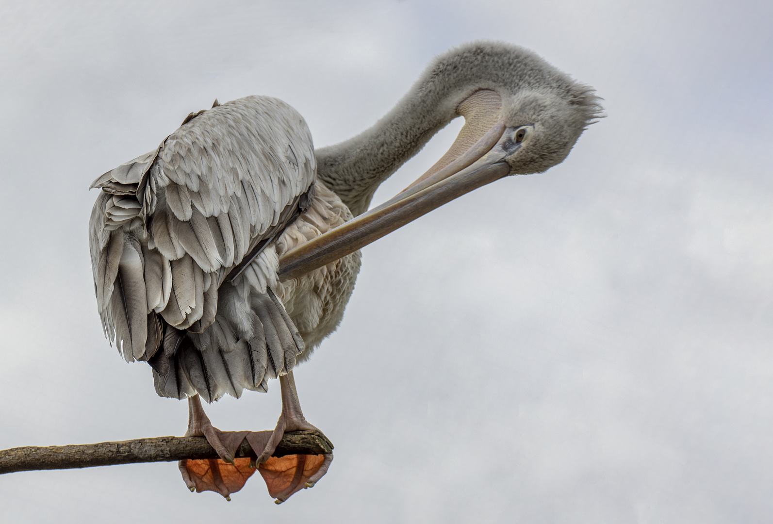 Harmonie grise (Pelecanus rufescens, pélican gris)