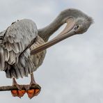 Harmonie grise (Pelecanus rufescens, pélican gris)