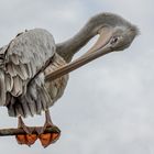 Harmonie grise (Pelecanus rufescens, pélican gris)