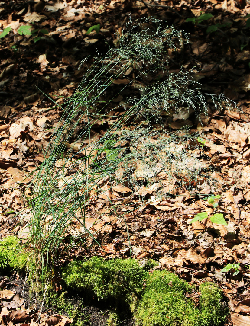 Harmonie im Wald