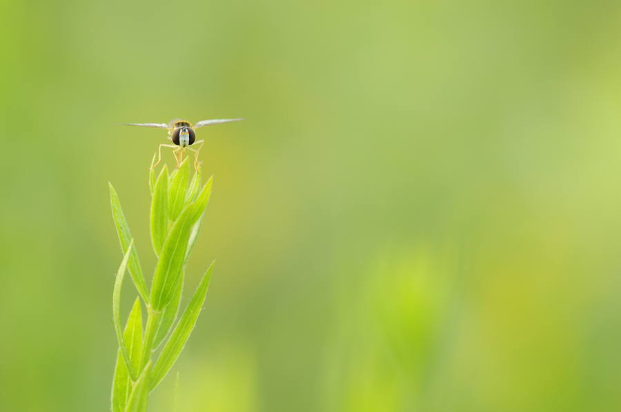 Harmonie in der Natur