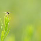 Harmonie in der Natur