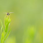 Harmonie in der Natur