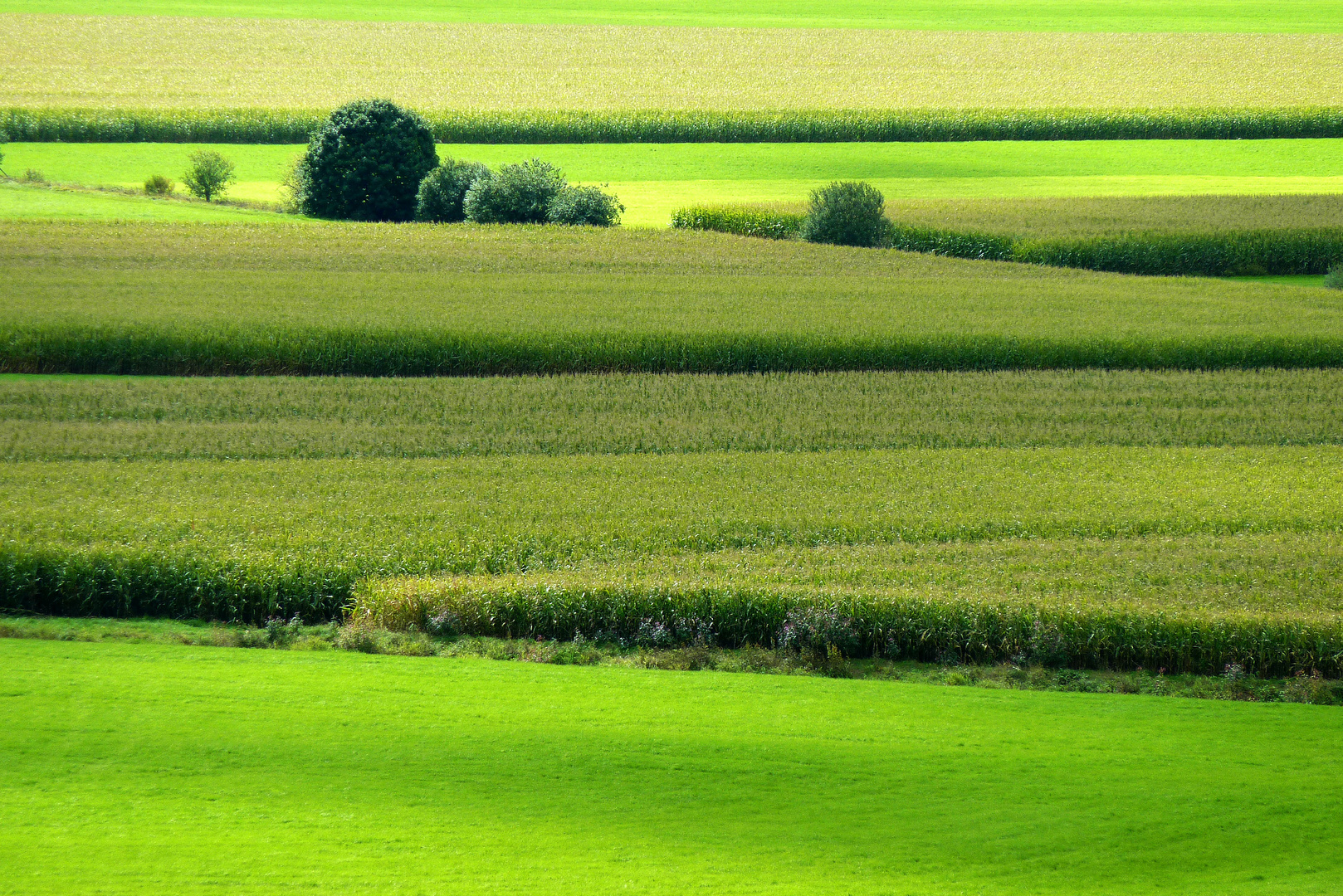 Harmonie in grün