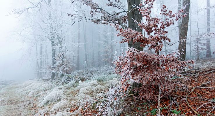 Harmonie in winterlicher Raureifidylle