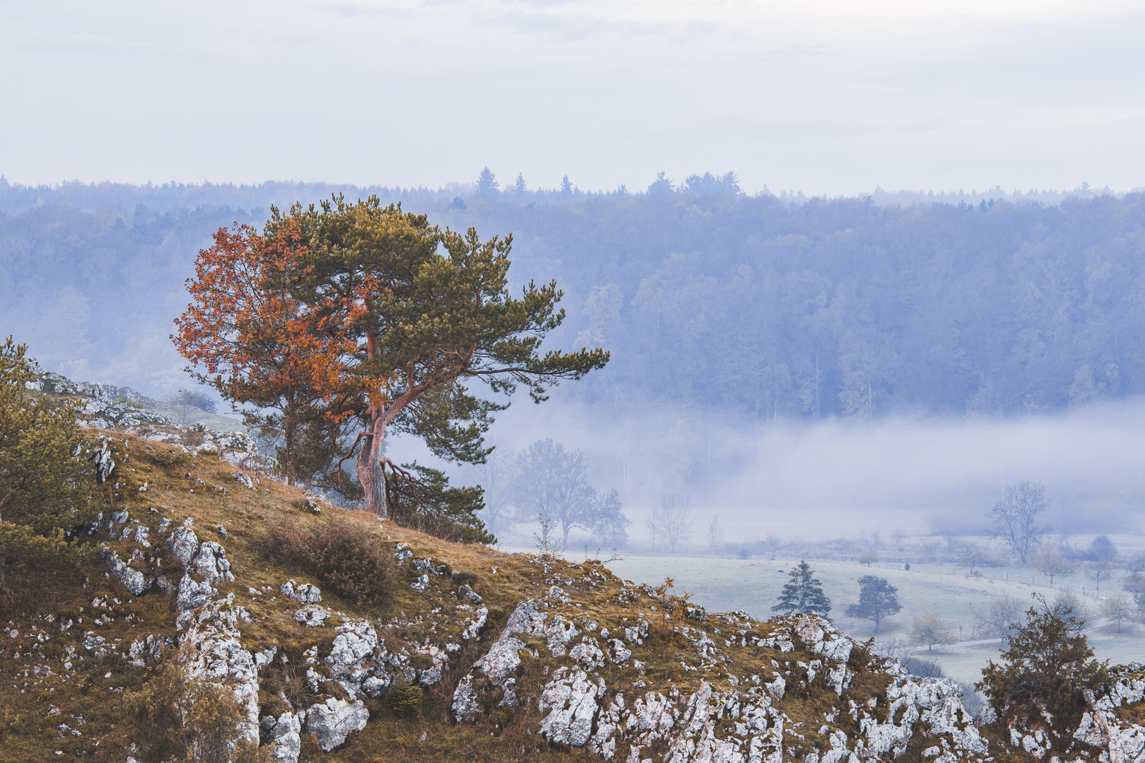 Harmonie of two trees