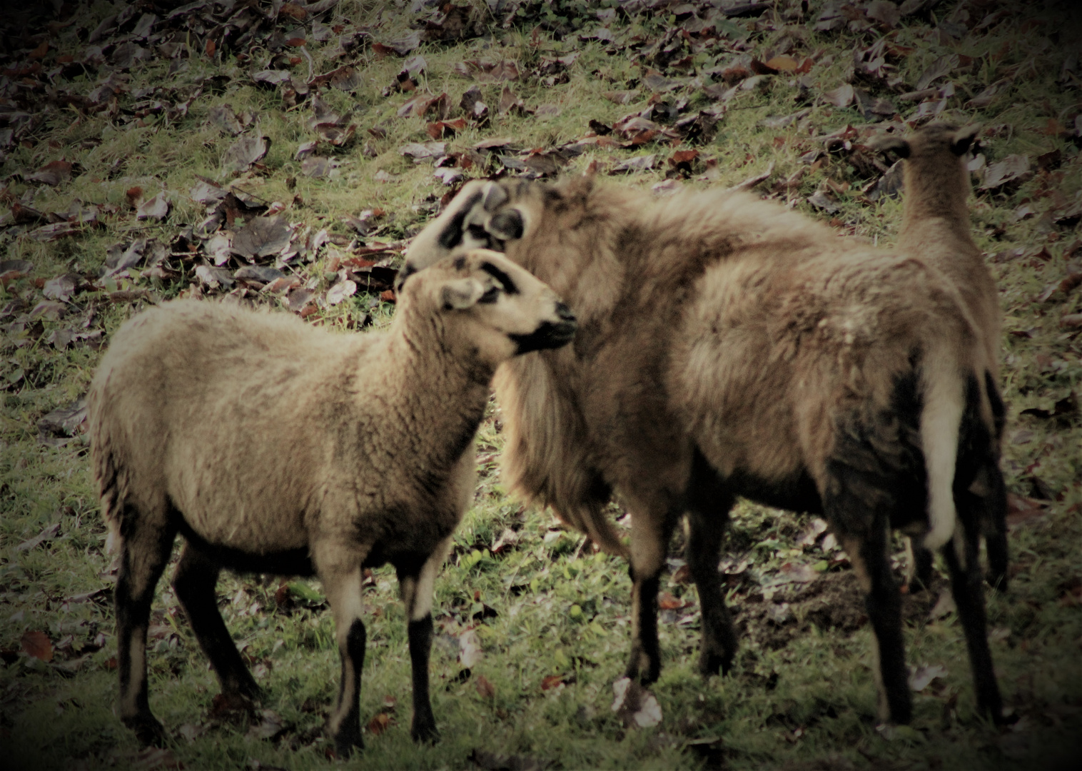 Harmonie und Nähe unter Tieren