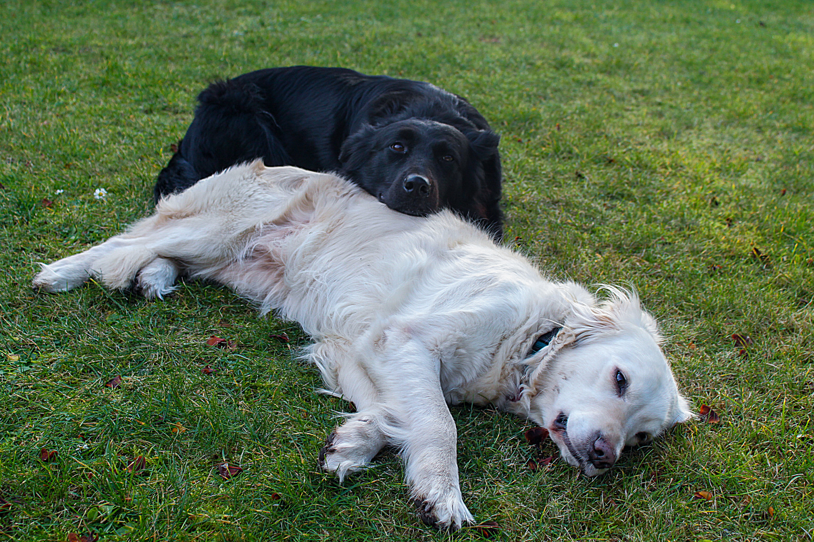 Harmonie unter zwei Hunden - Golden Retriever - Mitteldeutscher Hütehund