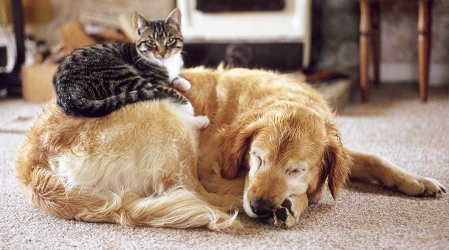 Harmonie zwischen Hund und Katze